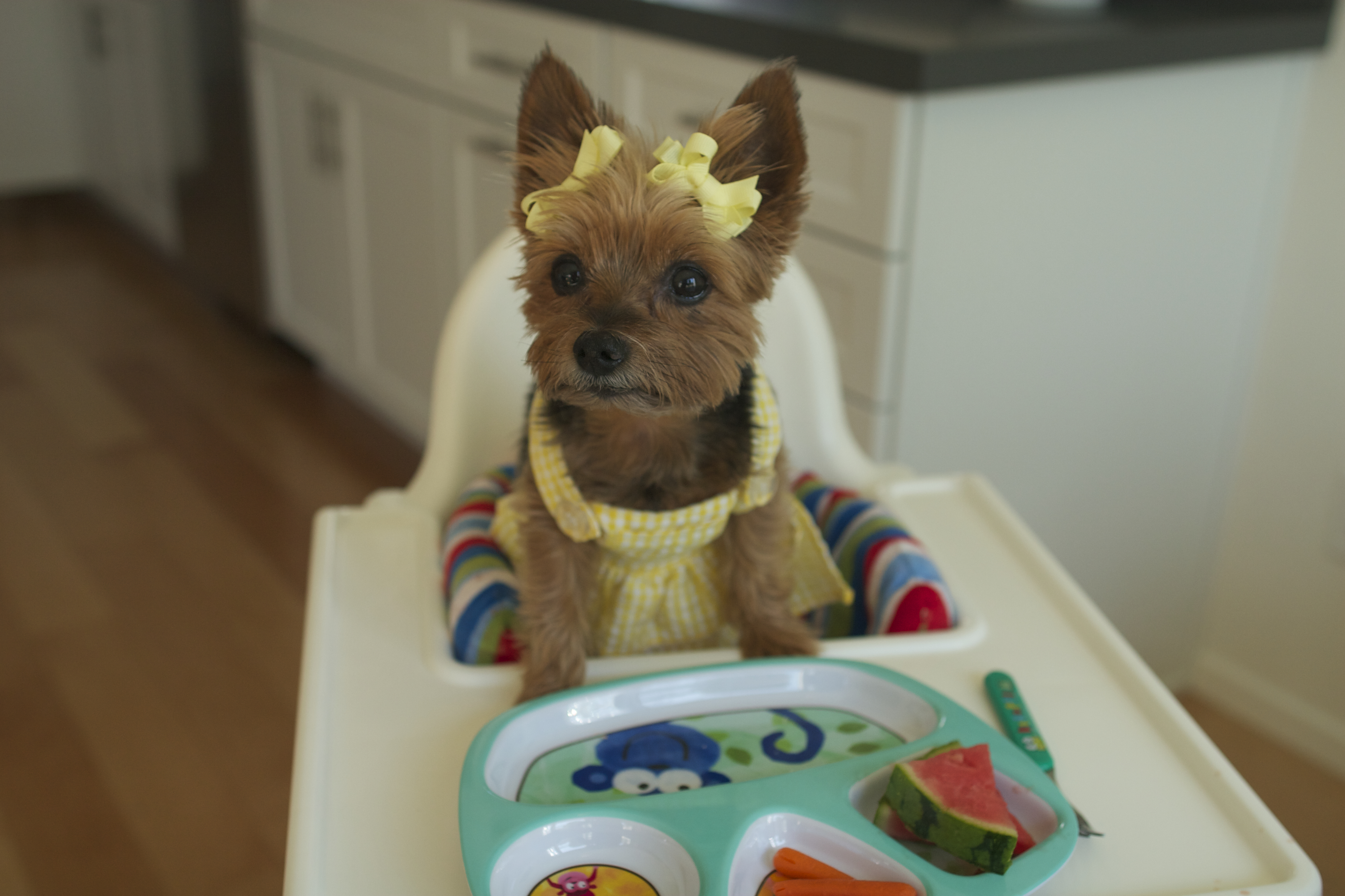 Laila the dog baby
