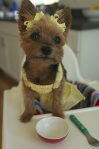 Laila the Yorkie in a high chair