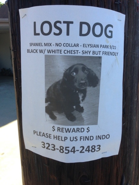 Lost dog - INDO