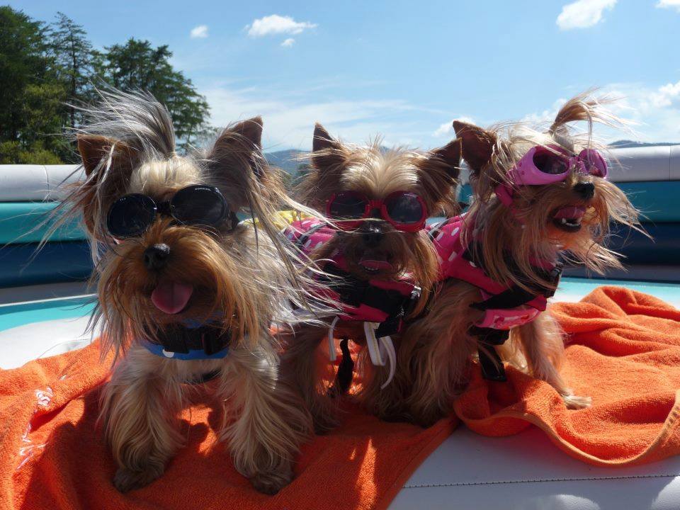 BuzzWorm Films crowns the “Cutest Yorkie Ever”