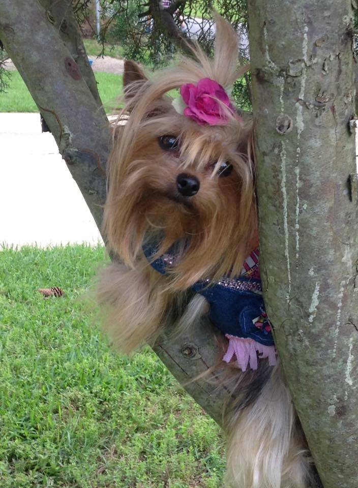BuzzWorm Films crowns the “Cutest Yorkie Ever”