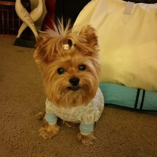 BuzzWorm Films crowns the “Cutest Yorkie Ever”