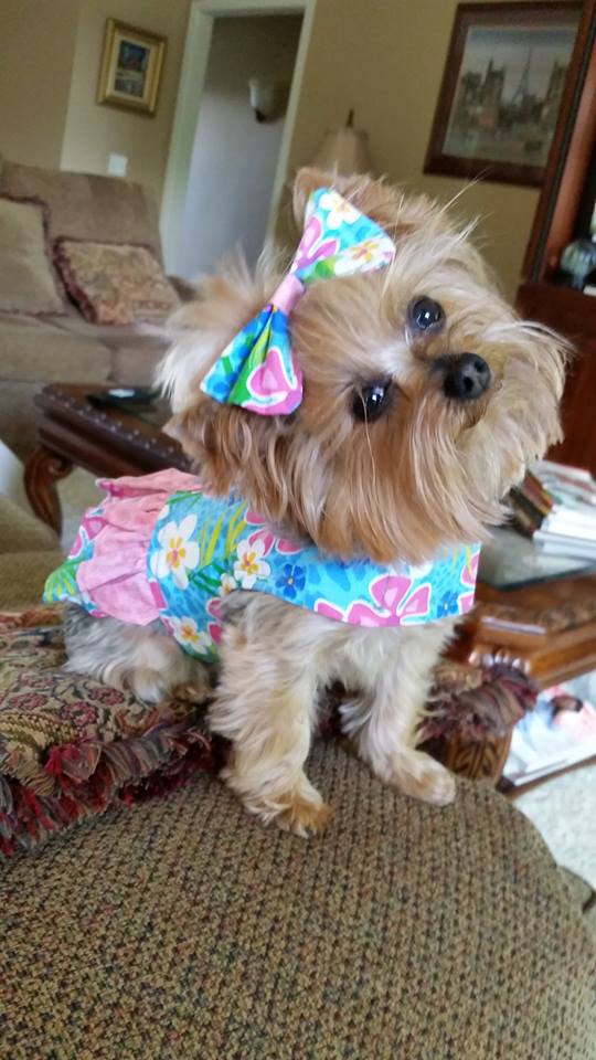 BuzzWorm Films crowns the “Cutest Yorkie Ever”