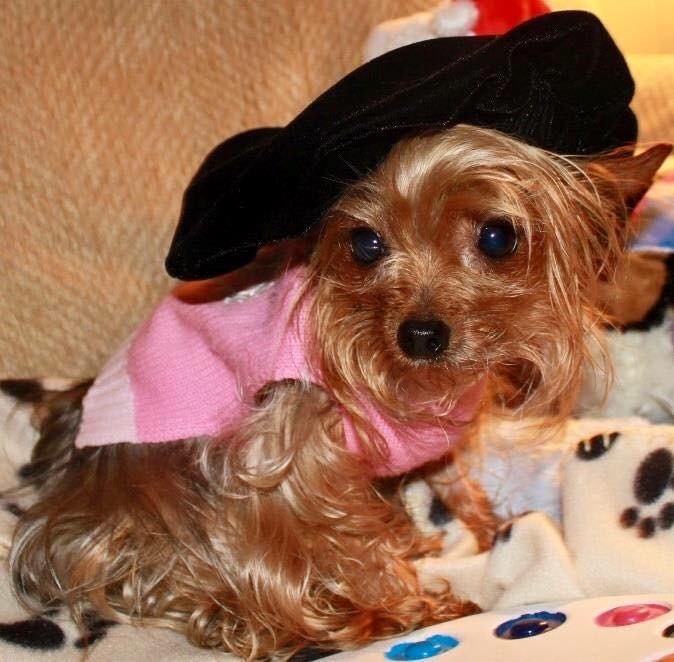 BuzzWorm Films crowns the “Cutest Yorkie Ever”