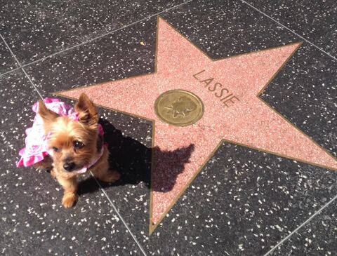 Laila visits Lassie’s star on the Hollywood Walk of Fame, June 2015.
