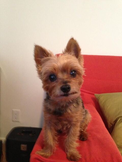 Littles, our tiniest star, on set with the Humane Society.